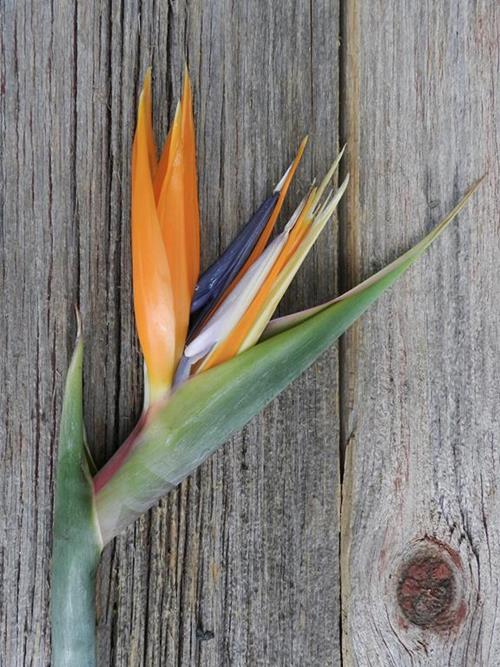 Orange Birds Of Paradise